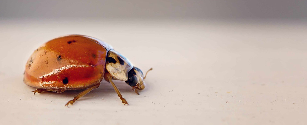 Asian lady beetles