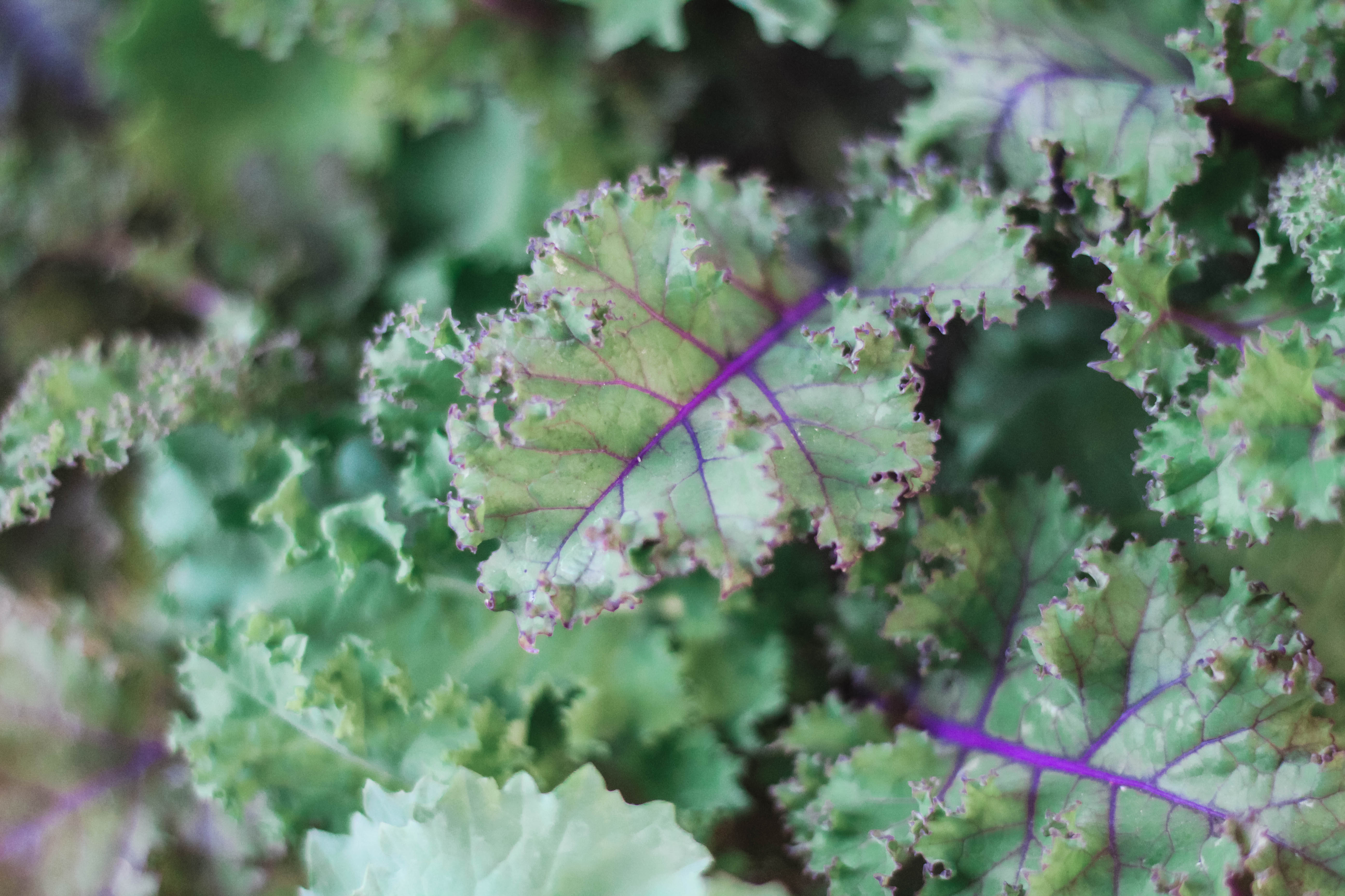 Root Cellar Columbia Missouri