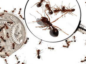 GRAIN CENTRAL | GPA, NSW Farmers voice concerns about fire ants to inquiry