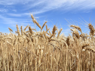 THE WEEKLY TIMES | Grain farm numbers fall but industry finds efficiency