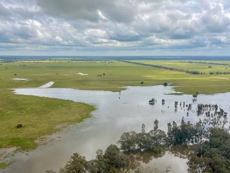 EAST COAST GRAIN CROP HANGS IN THE BALANCE