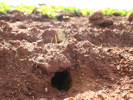 FARM WEEKLY | Grain Producers Australia has online baiting course