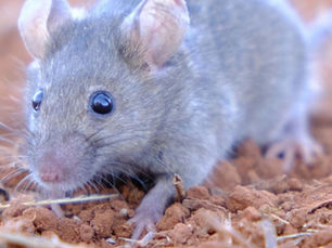 RISING MOUSE REPORTS IN WA A REMINDER TO STAY VIGILANT AHEAD OF SEEDING