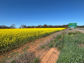 FARM WEEKLY | Don't be selfish when taking your canola crop selfie warns grain organisation