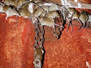 FARM ONLINE | Mouse bait training required for double strength product