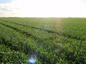 STOCK & LAND | Labor must rejig trade deal to stop $500m Mormon farm buy-up repeat