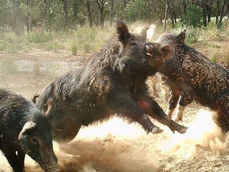 FARM ONLINE | GPA, SSAA team up on biosecurity