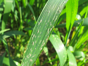 GRAIN CENTRAL | New permits aid control of powdery mildew in wheat