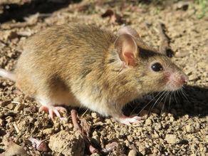 FARM ONLINE | Grain Producers Australia encouraging farmers to heed CSIRO mouse bait advice