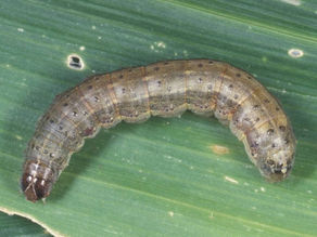 NORTH QLD REGISTER | Urgent action needed to tackle hungry plant pest