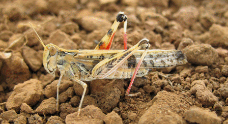 GRAIN CENTRAL | GPA warns growers to watch for locusts as spring nears
