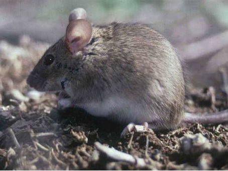 NORTH WEST FARMER | Mouse bait permit extended