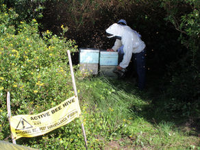 New surveillance project to monitor honey bee pests