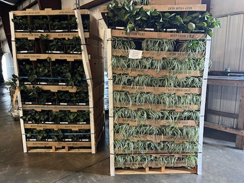 Plants on wooden racks