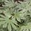 Thumbnail: Spider's Web Japanese Fatsia