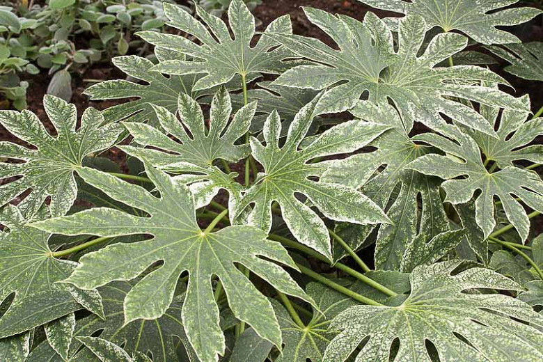 Spider's Web Japanese Fatsia