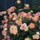 Thumbnail: Oso Easy Italian Ice®  Rose