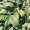 Thumbnail: Dwarf Burning Bush