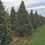 Thumbnail: Teddy Bear® Southern Magnolia