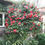 Thumbnail: Greensboro Red Camellia