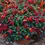 Thumbnail: Bandana® Red Lantana