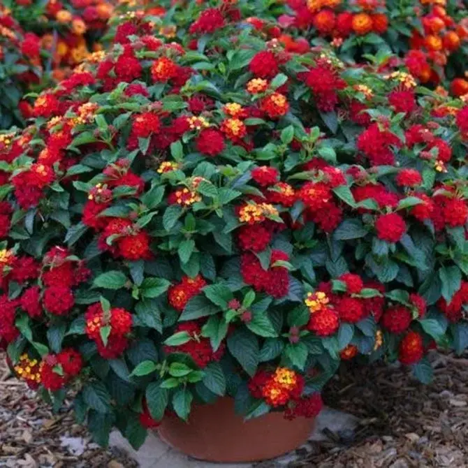 Bandana® Red Lantana