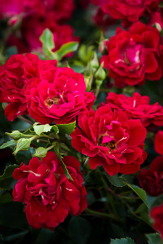 Red Drift® Rose