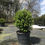 Thumbnail: Wintergreen Boxwood