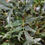 Thumbnail: Beijing Beauty™ Mahonia