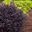 Thumbnail: Purple Daydream® Dwarf Chinese Fringe Flower
