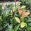 Thumbnail: Kanjiro Camellia
