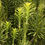 Thumbnail: Upright Japanese Plum Yew