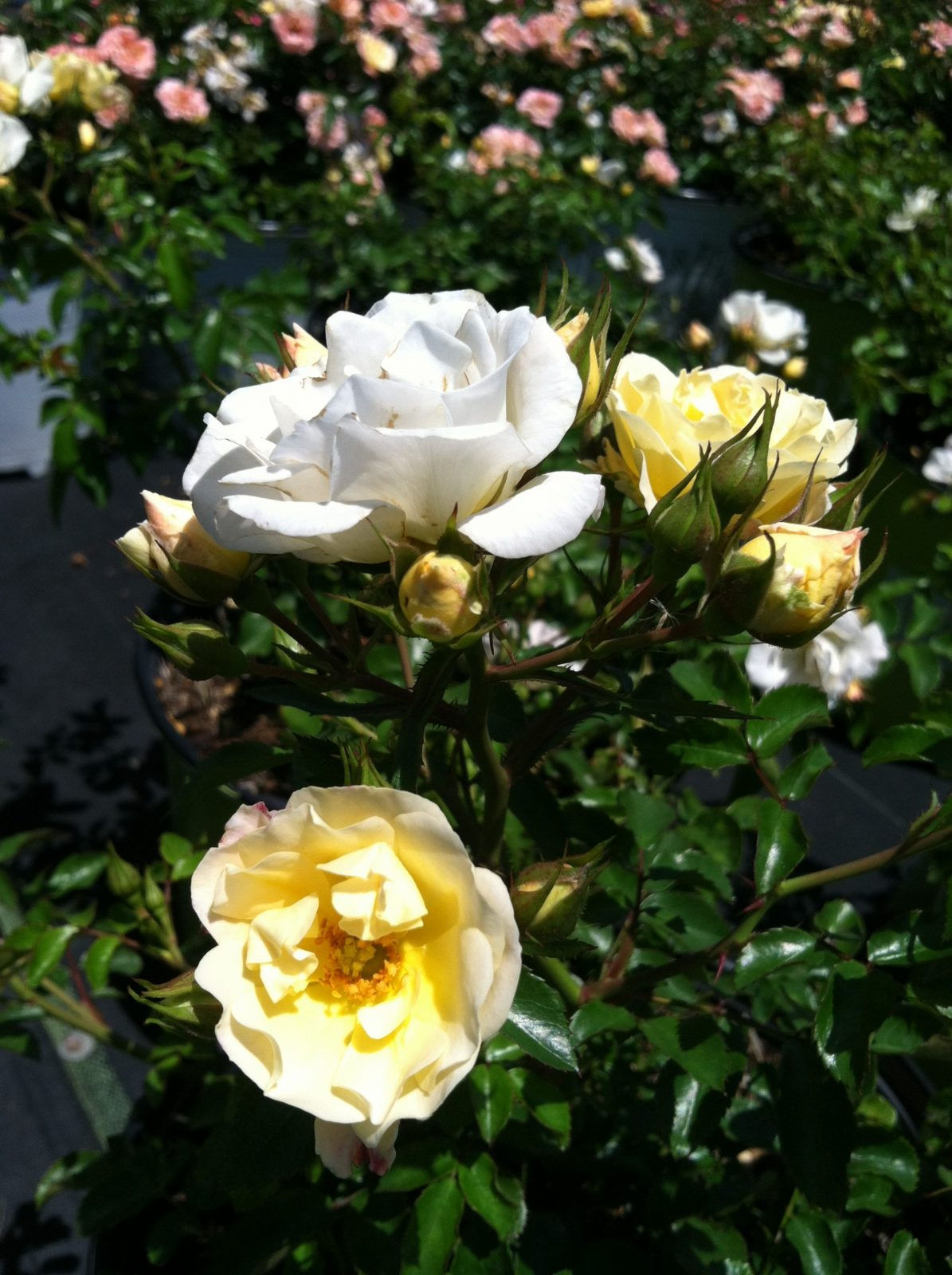 Popcorn Drift® Rose