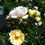 Thumbnail: Popcorn Drift® Rose