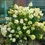 Thumbnail: Limelight Hardy Hydrangea