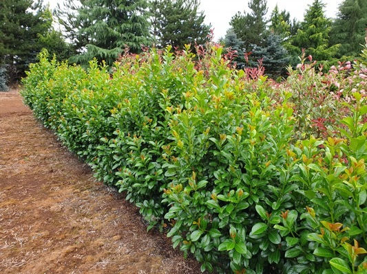 Volcano Cherry Laurel
