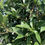 Thumbnail: Fragrant Tea Olive