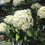 Thumbnail: Incrediball® Hydrangea
