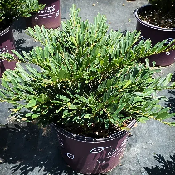 Cinnamon Girl™ Distylium