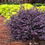 Thumbnail: Crimson Fire™ Loropetalum