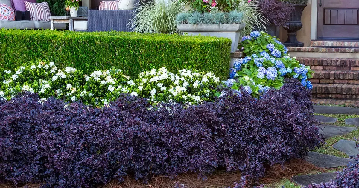 Purple Daydream® Dwarf Chinese Fringe Flower