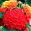 Thumbnail: Bandana® Red Lantana