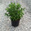 Thumbnail: August Beauty Gardenia