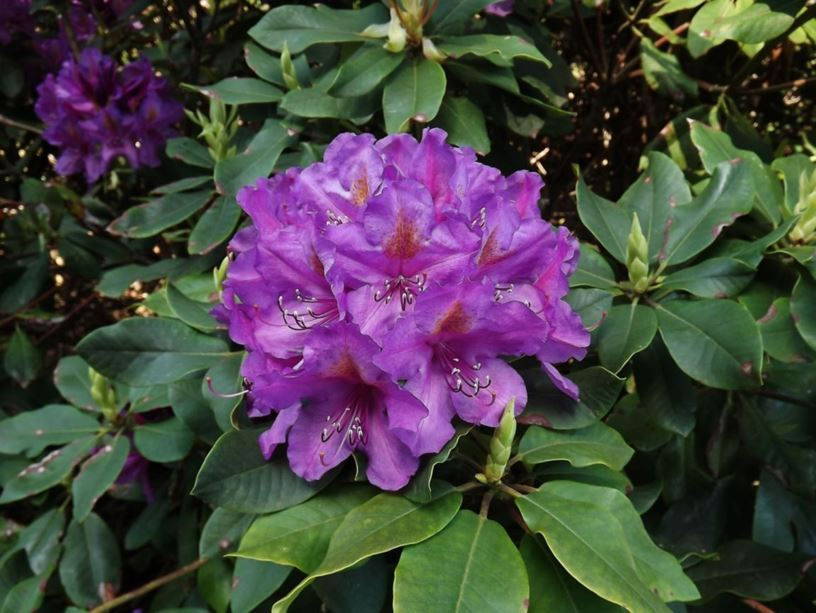 Lee's Dark Purple Rhododendron