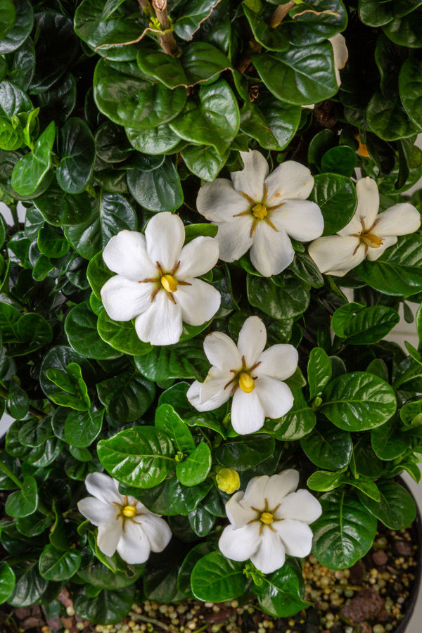 Diamond Spire Gardenia