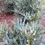 Thumbnail: Beijing Beauty™ Mahonia
