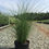 Thumbnail: Gracillimus Maiden Grass