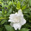 Thumbnail: August Beauty Gardenia