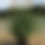 Thumbnail: Adagio Dwarf Maiden Grass