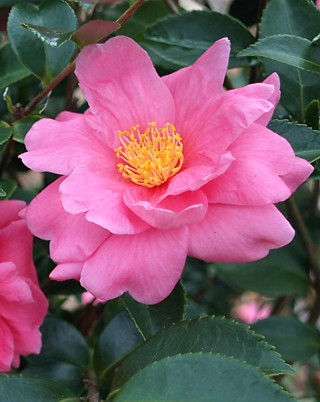 Winter's Joy Camellia